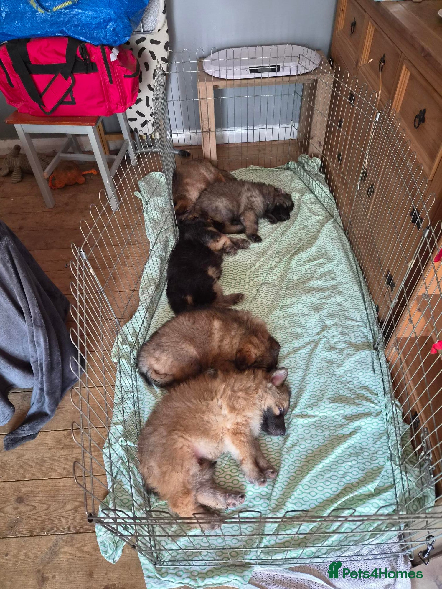 German Shepherd dogs Lovely & beautiful GSD puppies - Ready in 2 weeks - Advert 1