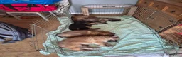 German Shepherd dogs for sale: READY NOW 3 female super KC registered GSD puppies - Advert 2