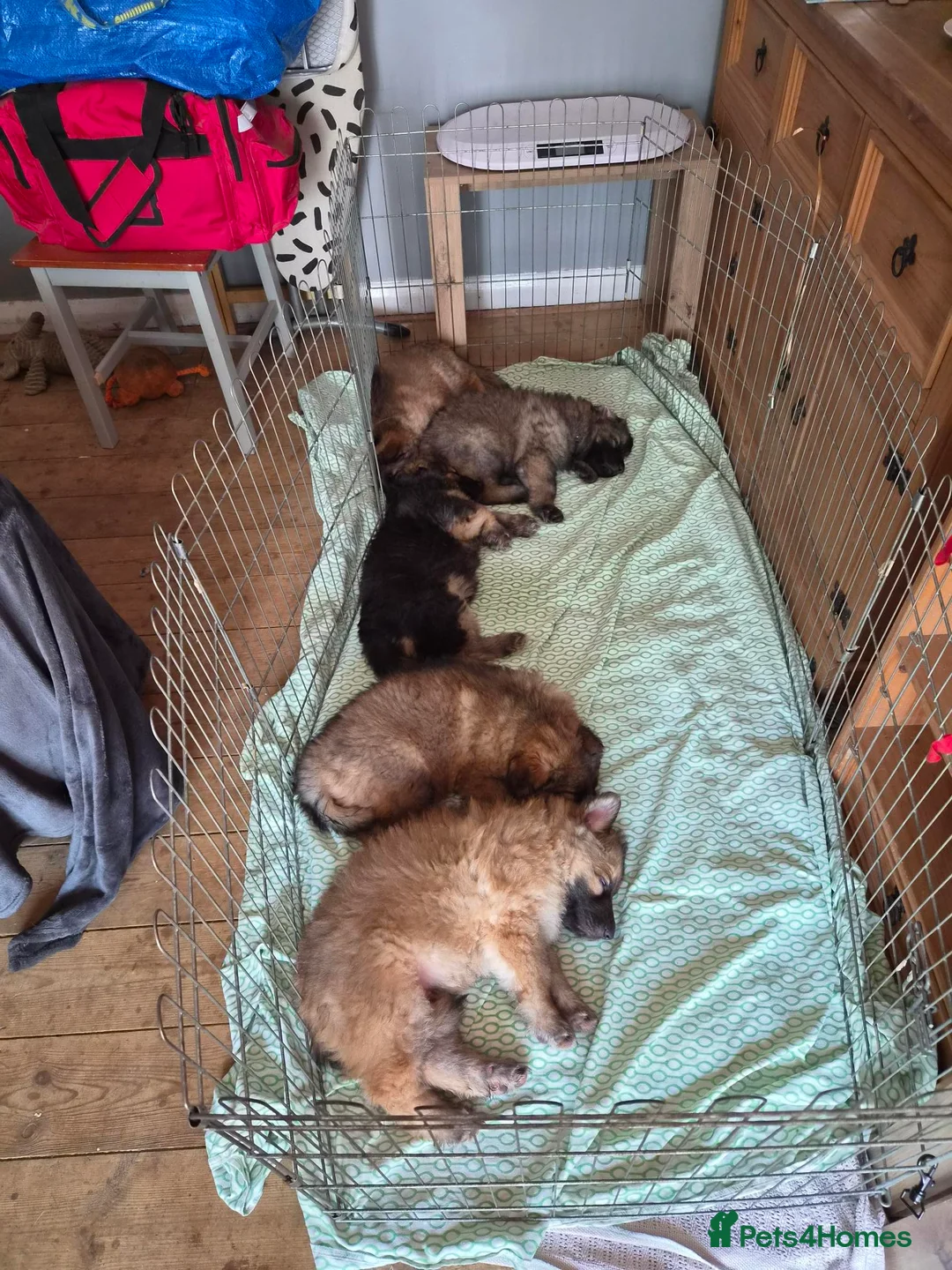 German Shepherd dogs for sale: READY NOW 3 female super KC registered GSD puppies - Advert 2