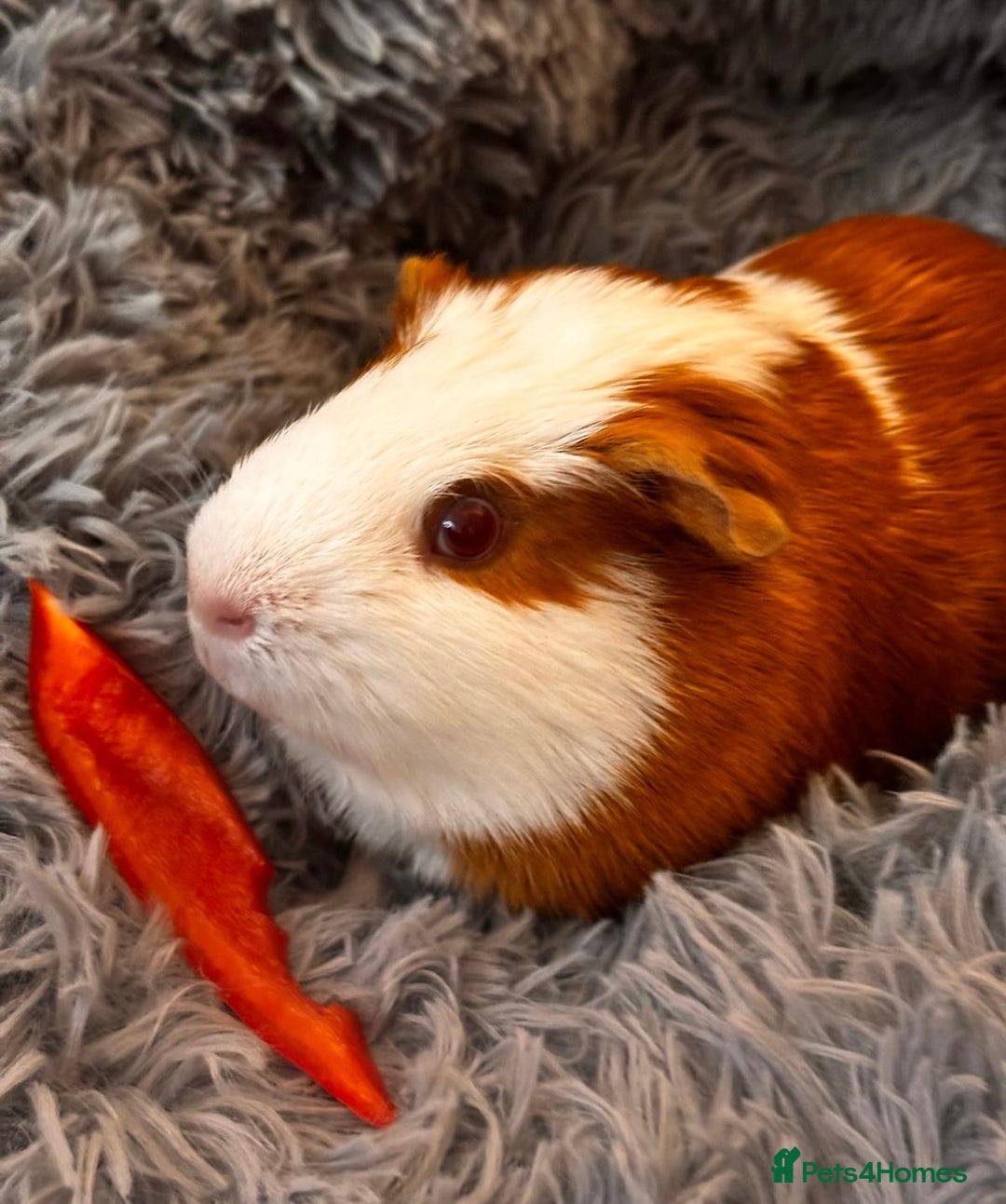 Guinea Pig rodents for sale: Pair of male guinea pigs, both 7 months old - Advert 2