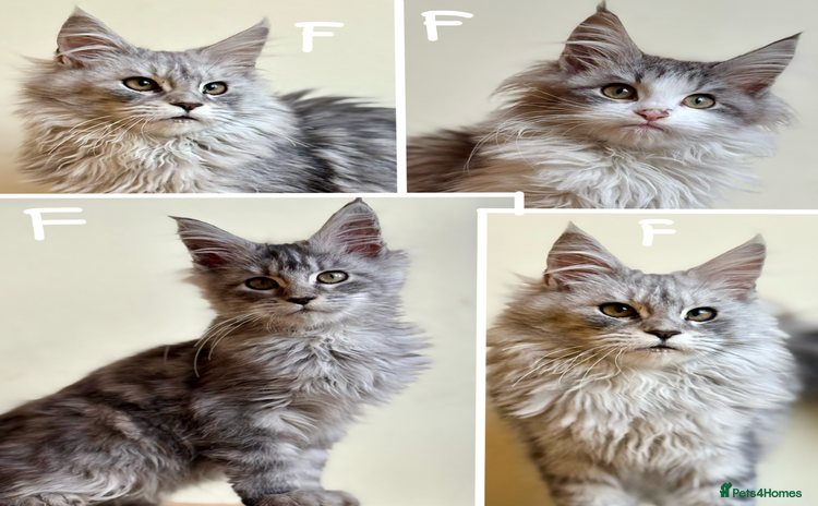Maine Coon cats Maine Coon kittens - Advert 1