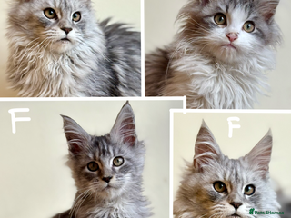 Maine Coon cats Maine Coon kittens - Advert 15