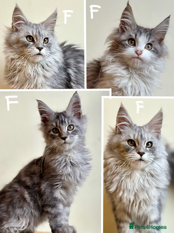 Maine Coon cats Maine Coon kittens - Advert 1