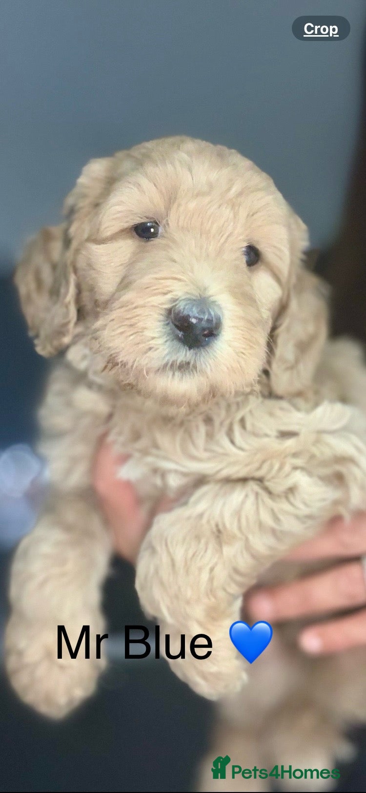 Double Doodle dogs Labradoodle  - Advert 2