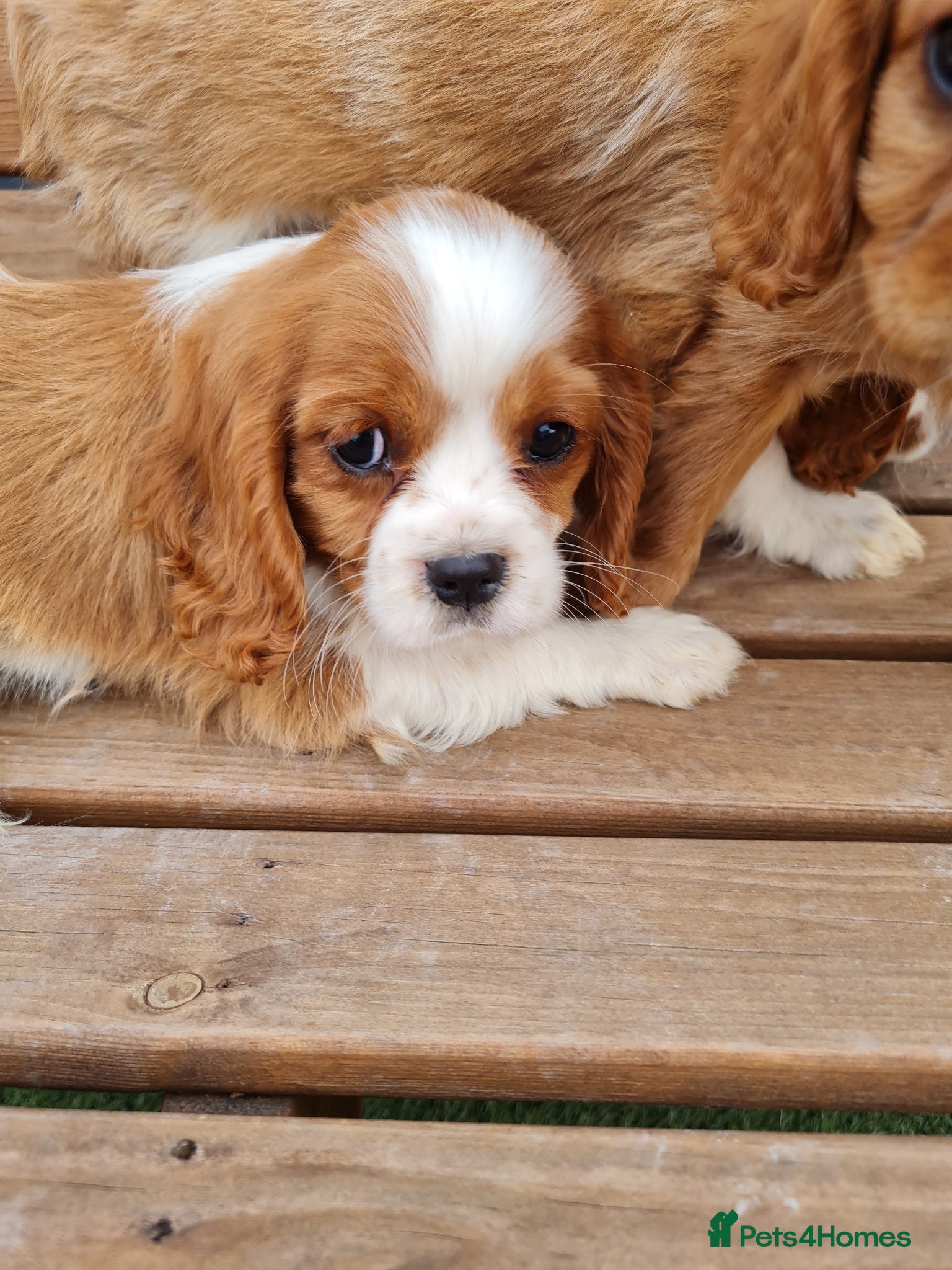 Cavalier King Charles Spaniel Puppy 4