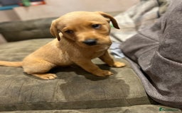 Labrador Retriever dogs for sale: Beautiful healthy puppies ready THIS WEEKEND - Image 8