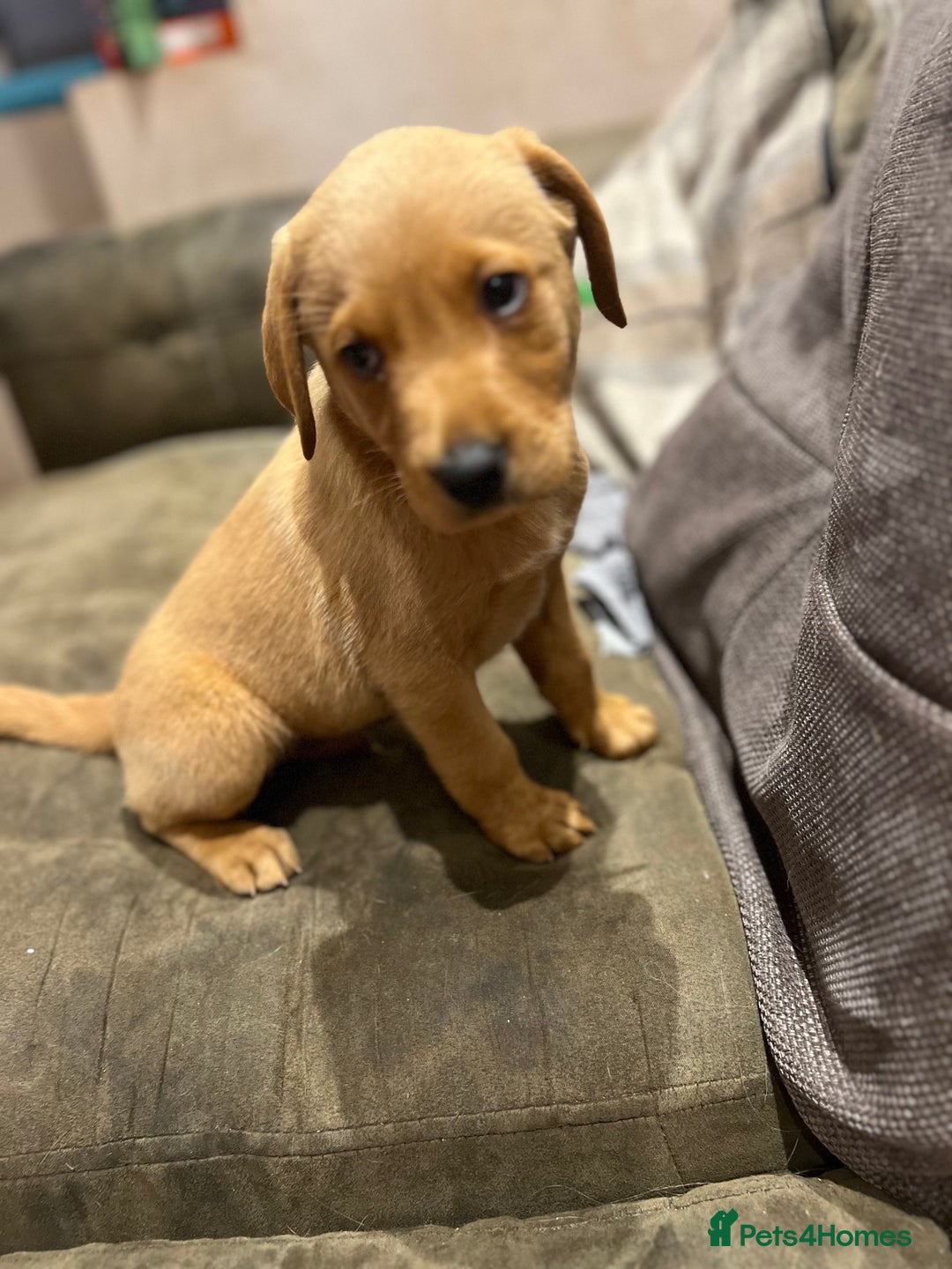 Labrador Retriever dogs for sale: Beautiful healthy puppies ready THIS WEEKEND - Image 8