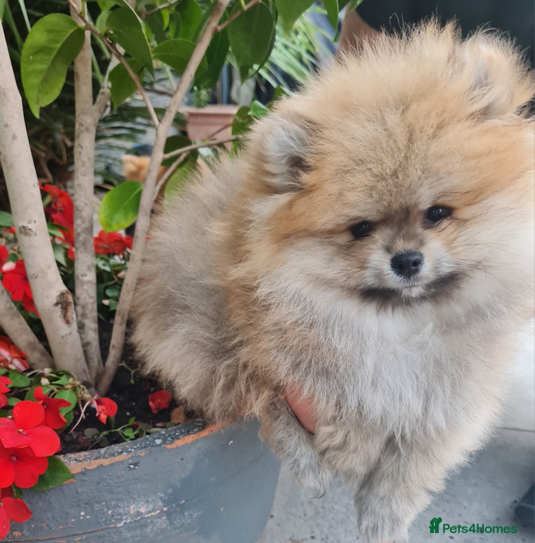 Pomeranian dogs for sale: Stunning Teddy purebreed Russian/Ukrainian poms in Basildon - Image 20