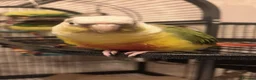 Conures birds for sale: 2 beautiful gccs looking for a new home - Advert 14