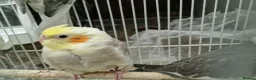 Cockatiels birds for sale: Super silly hand tamed baby budgies  - Advert 12