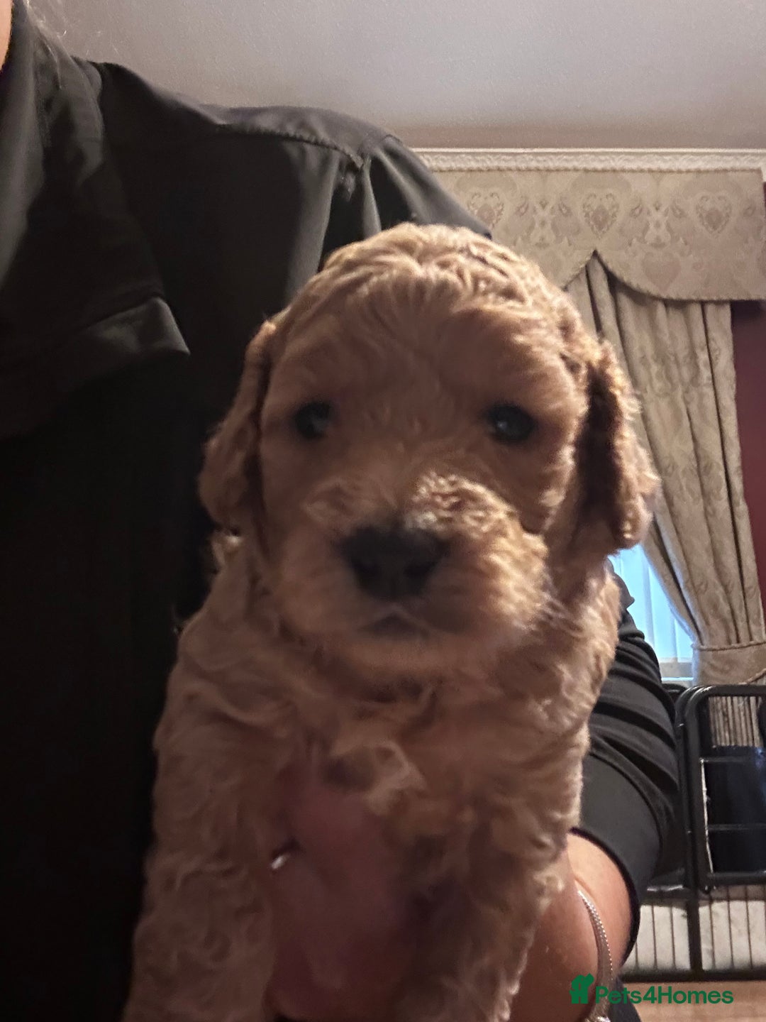 Cockapoo dogs for sale: Toy cockapoo puppies 3 boys 2 girls fox red  - Image 13