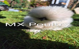 Chickens poultry for sale: Silkie pullet and hens - Image 1