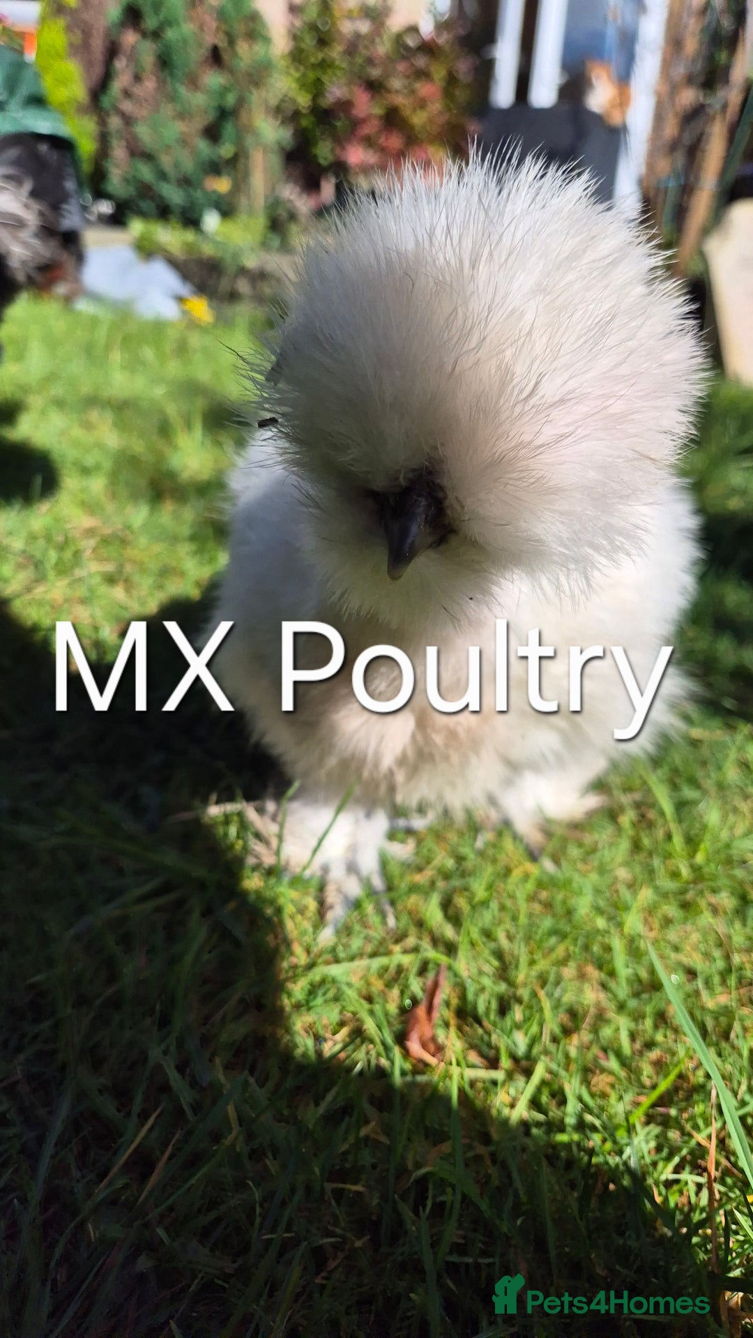 Chickens poultry for sale: Silkie pullet and hens - Image 1