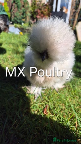 Chickens poultry - Advert 5
