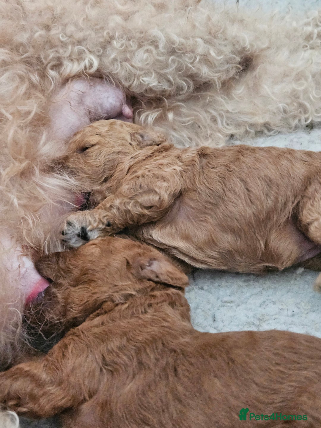 Cavapoo dogs for sale: Double curly coat cavapoo pups - Advert 15
