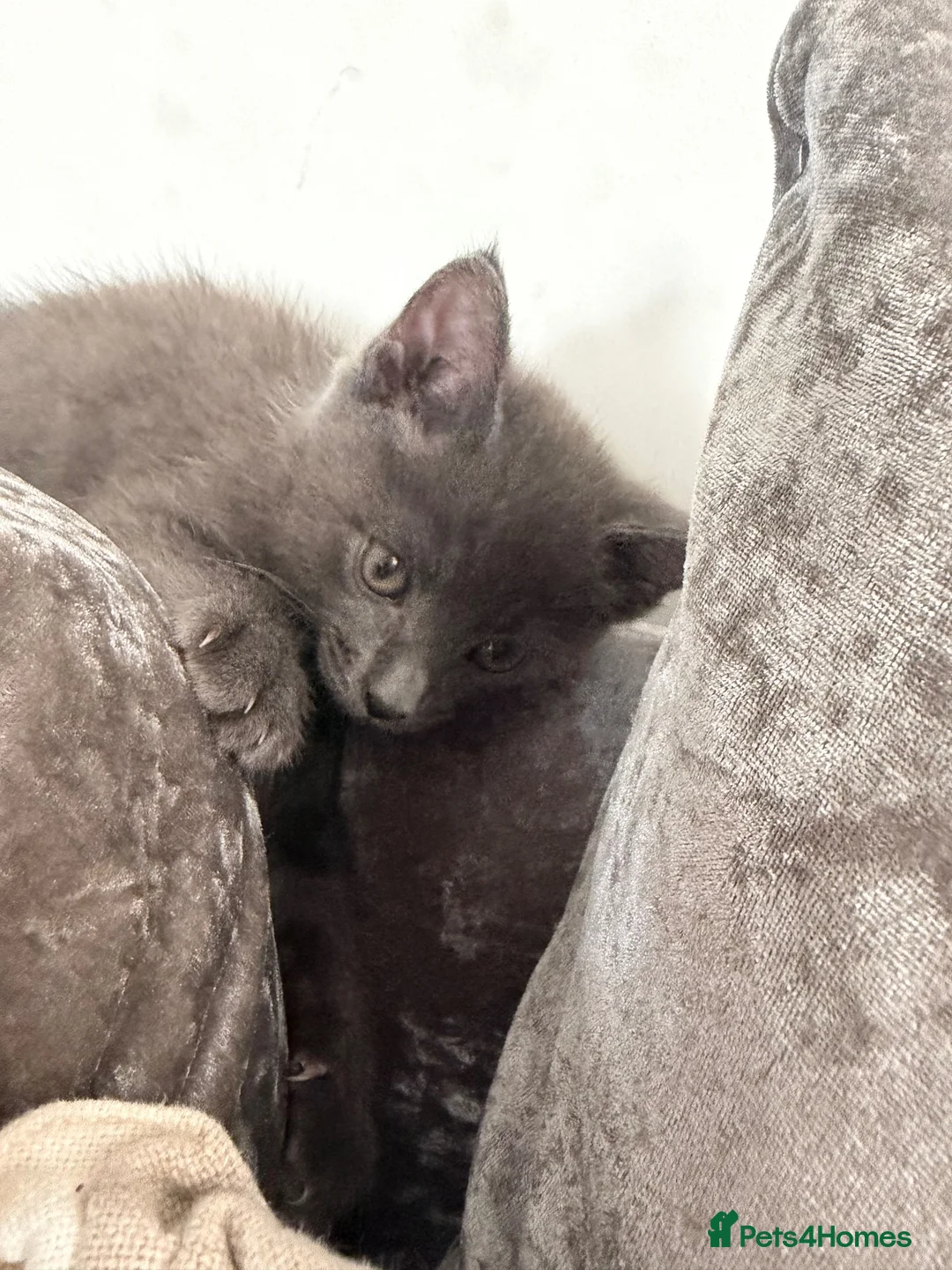Mixed Breed cats for sale: Beautiful male solid grey kitten  - Advert 3