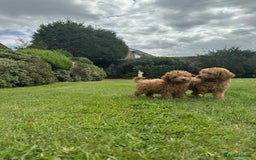 Toy Poodle dogs for sale: Toy poodle puppies looking for their forever home  - Image 4