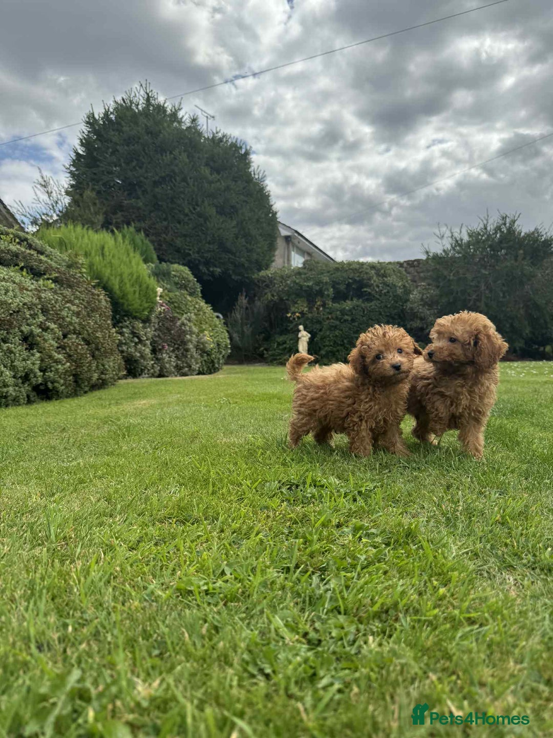 Toy Poodle dogs for sale: Toy poodle puppies looking for their forever home  - Image 4