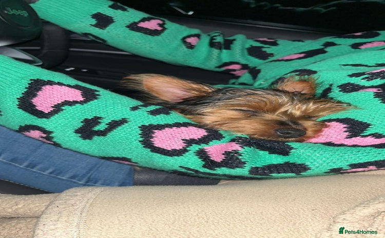 Yorkshire Terrier dogs Miniature female Yorkshire terrier - Advert 1