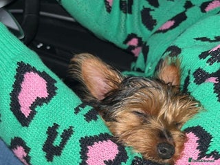 Yorkshire Terrier dogs Miniature female Yorkshire terrier - Advert 4