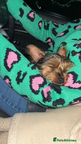 Yorkshire Terrier dogs Miniature female Yorkshire terrier - Advert 1
