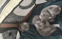 British Shorthair cats for sale: British short hair kittens - Image 15