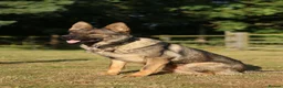 German Shepherd dogs for sale: Beautiful Trained Sable German Shepherd - Advert 12