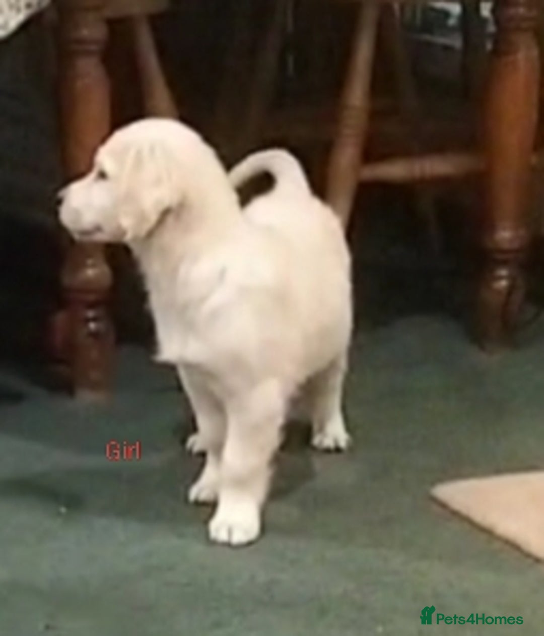 Golden Retriever dogs for sale: GOLDEN RETRIEVER PUPS - Advert 32