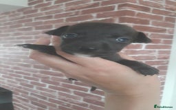 Patterjack dogs for sale: Paterjacks  - Image 4