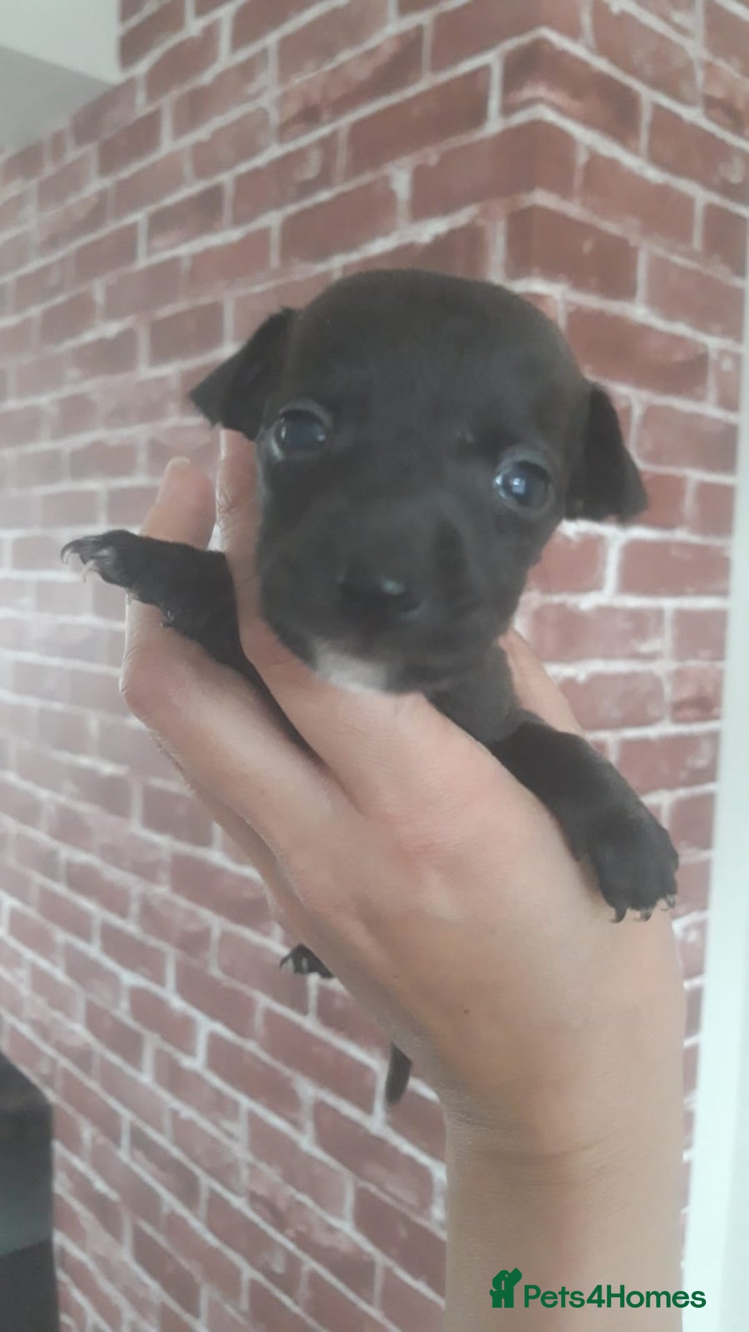 Patterjack dogs for sale: Paterjacks  - Image 4