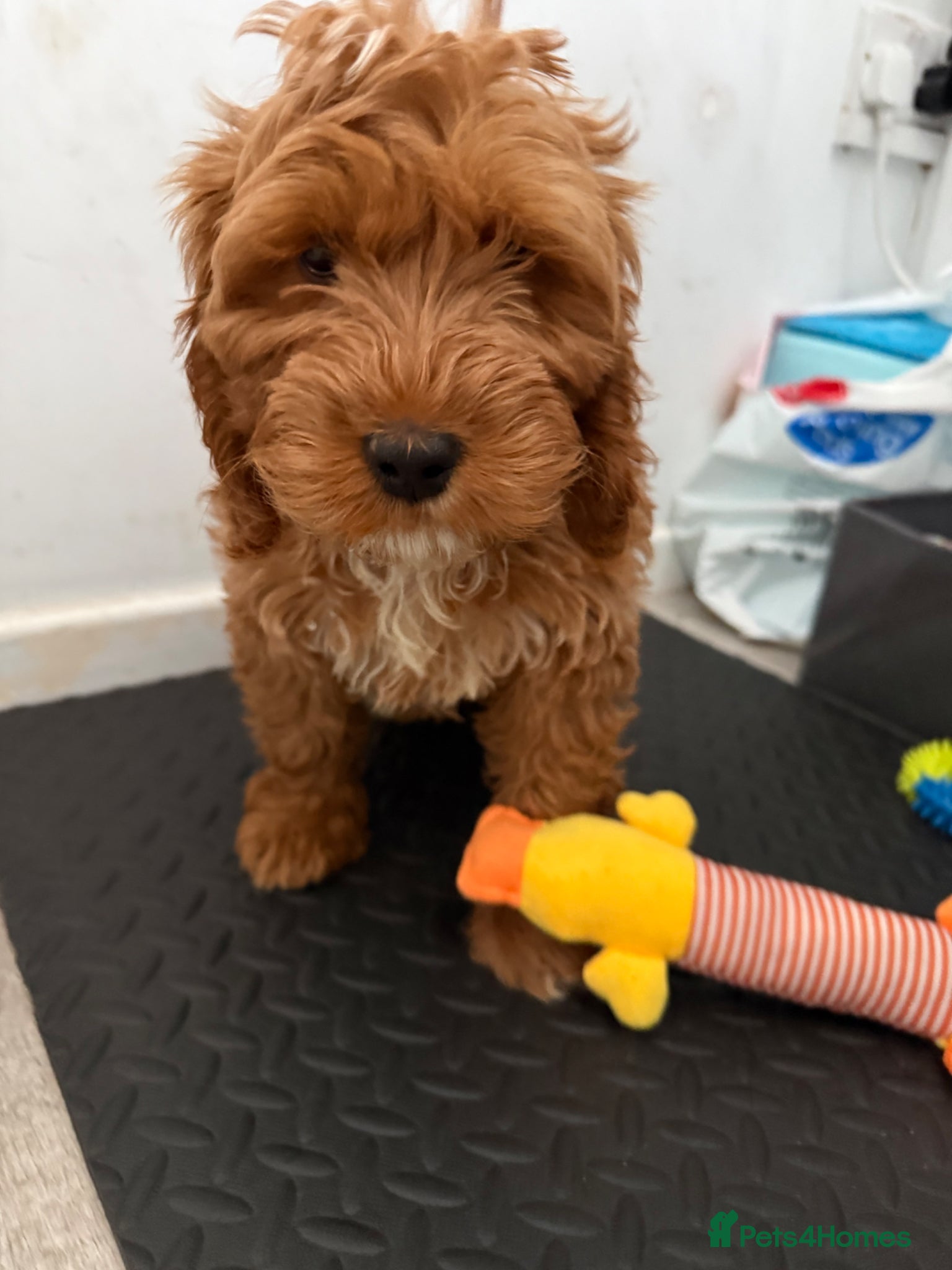 Cockapoo dogs for sale: Ginger the Cockapoo - Advert 3