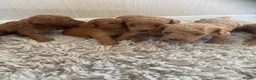 Miniature Poodle dogs for sale: Kc Reg Red Miniature Poodles Available Now - Advert 4
