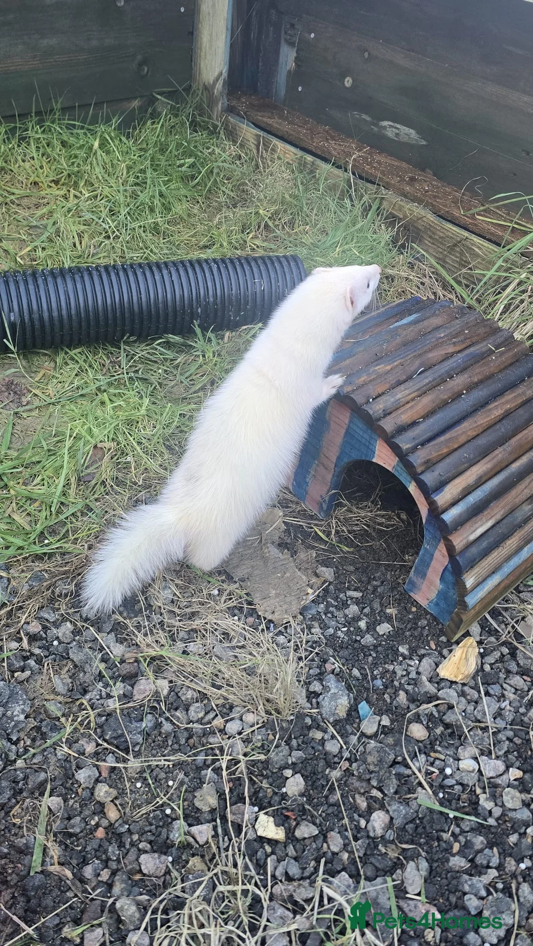 Ferret rodents for sale: Semi angora ferrets  in Tunbridge Wells - Advert 2