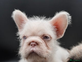 French Bulldog dogs - Advert 2