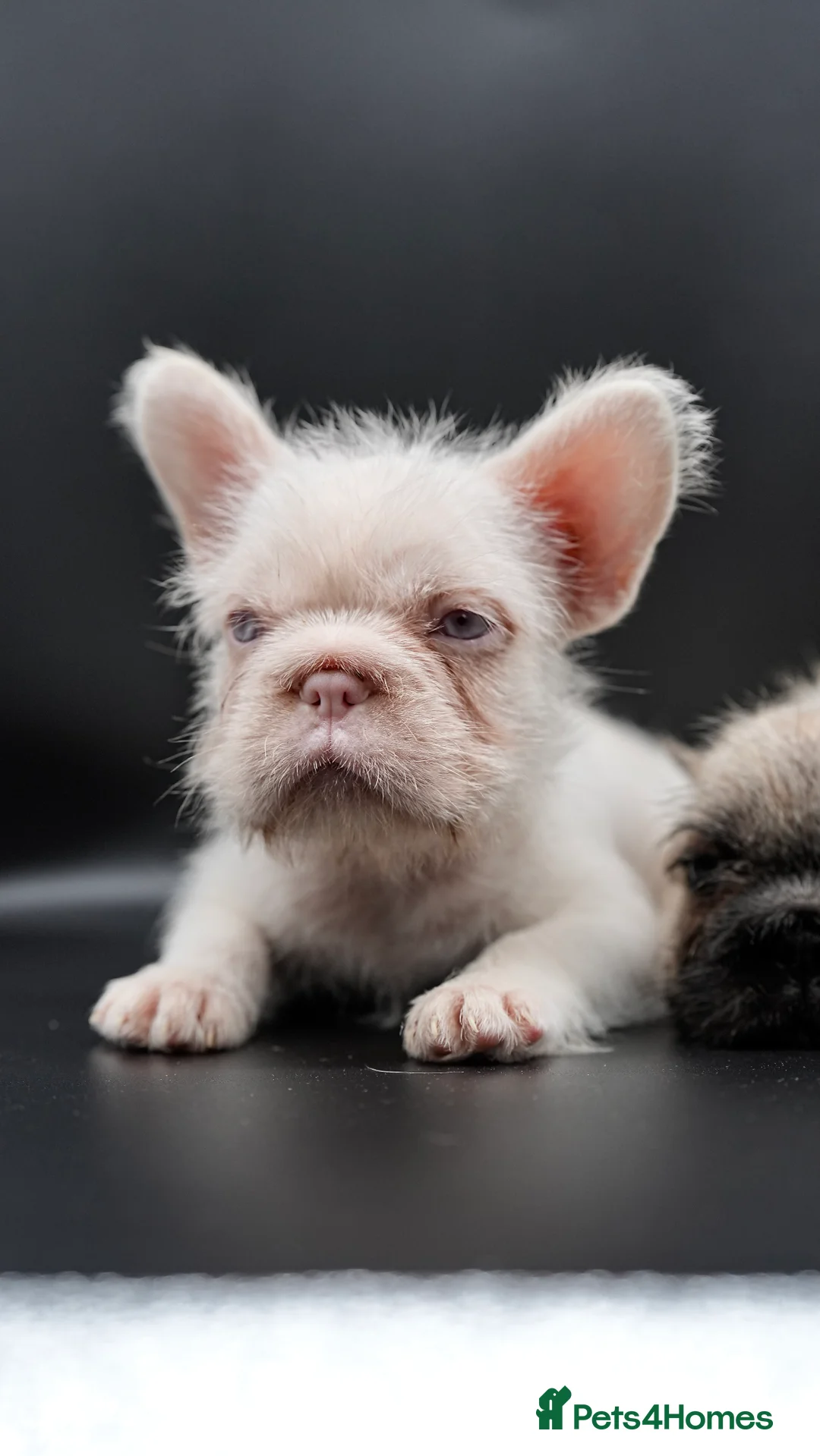 French Bulldog dogs for sale: French bulldog wire hair pink  - Advert 2