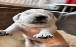Golden Retriever dogs for sale: Kc reg golden retriever pups - Image 14