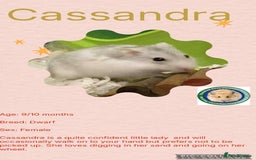 Hamster rodents for sale: Hamsters for adoption  - Image 3