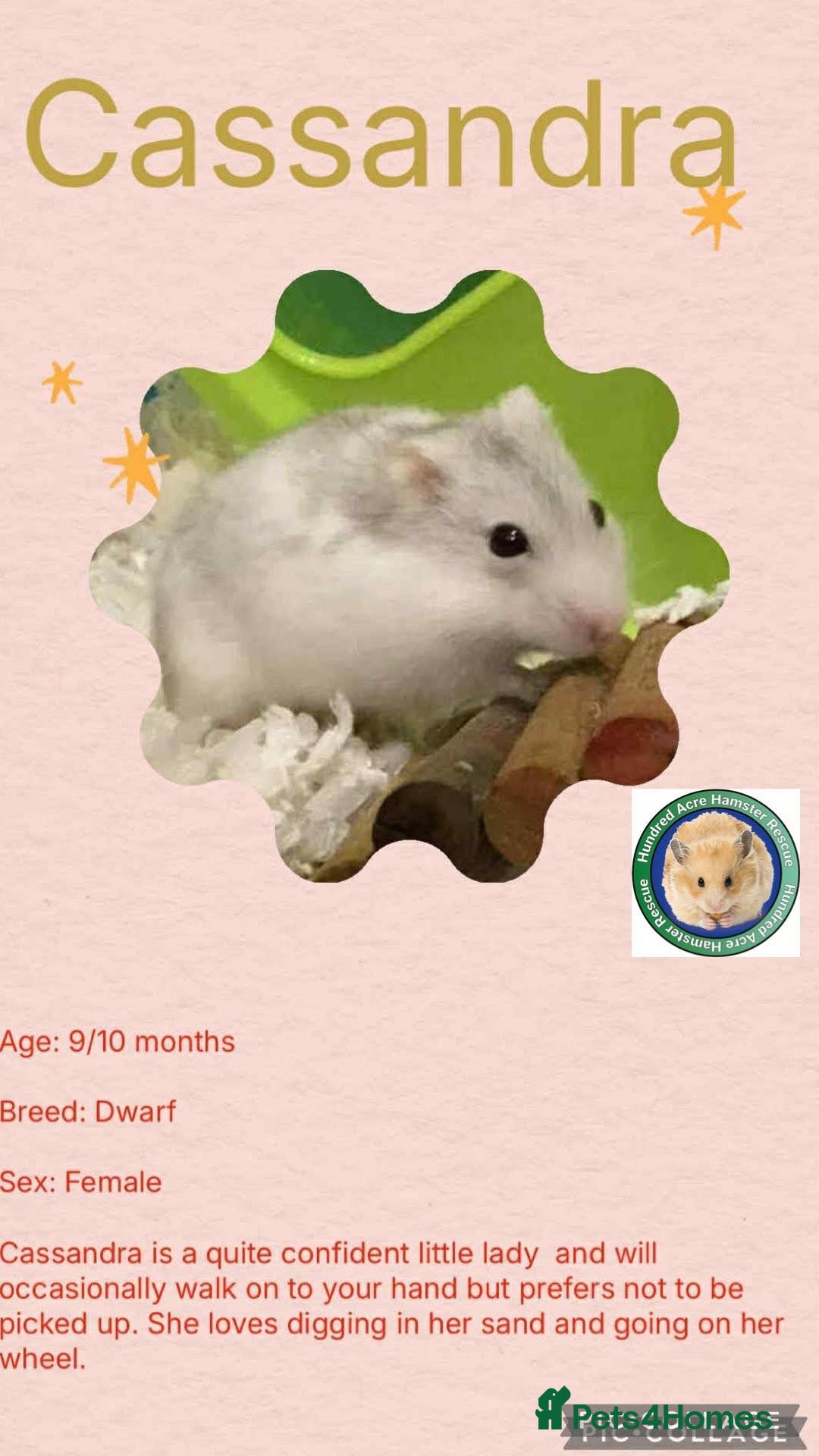 Hamster rodents for sale: Hamsters for adoption  - Image 3