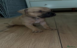 Cane Corso dogs for sale: Cane Corso Puppies for Sale - Image 5