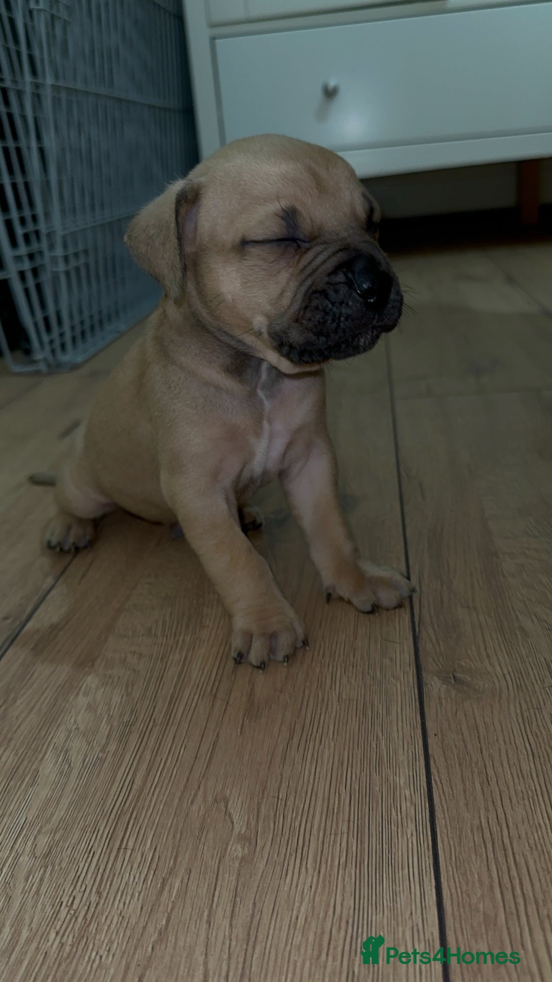 Cane Corso dogs for sale: Cane Corso Puppies for Sale - Image 5