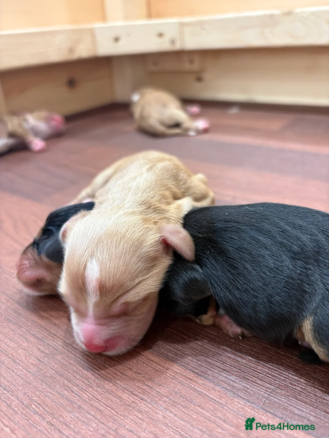 Cocker Spaniel dogs for sale: Working cocker spaniel puppies - Advert 2