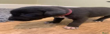 Meg - Dark pink collar 