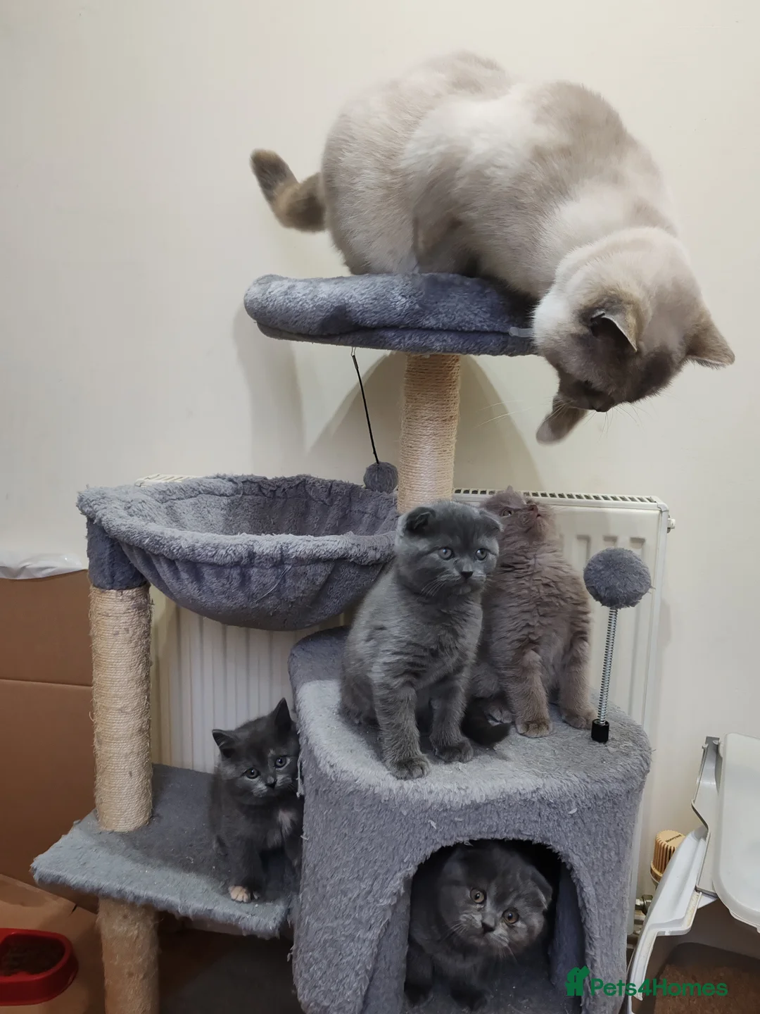 Scottish Fold cats for sale: Adorable Scottish Fold kittens - Advert 3