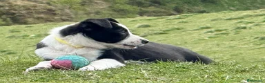Border Collie Puppy 3