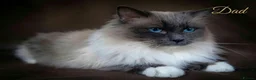Ragdoll cats for sale: Beautifull chunky Ragdoll kittens - Advert 7
