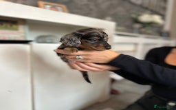 Dachshund dogs for sale: Miniature long hair dachshunds - Image 20