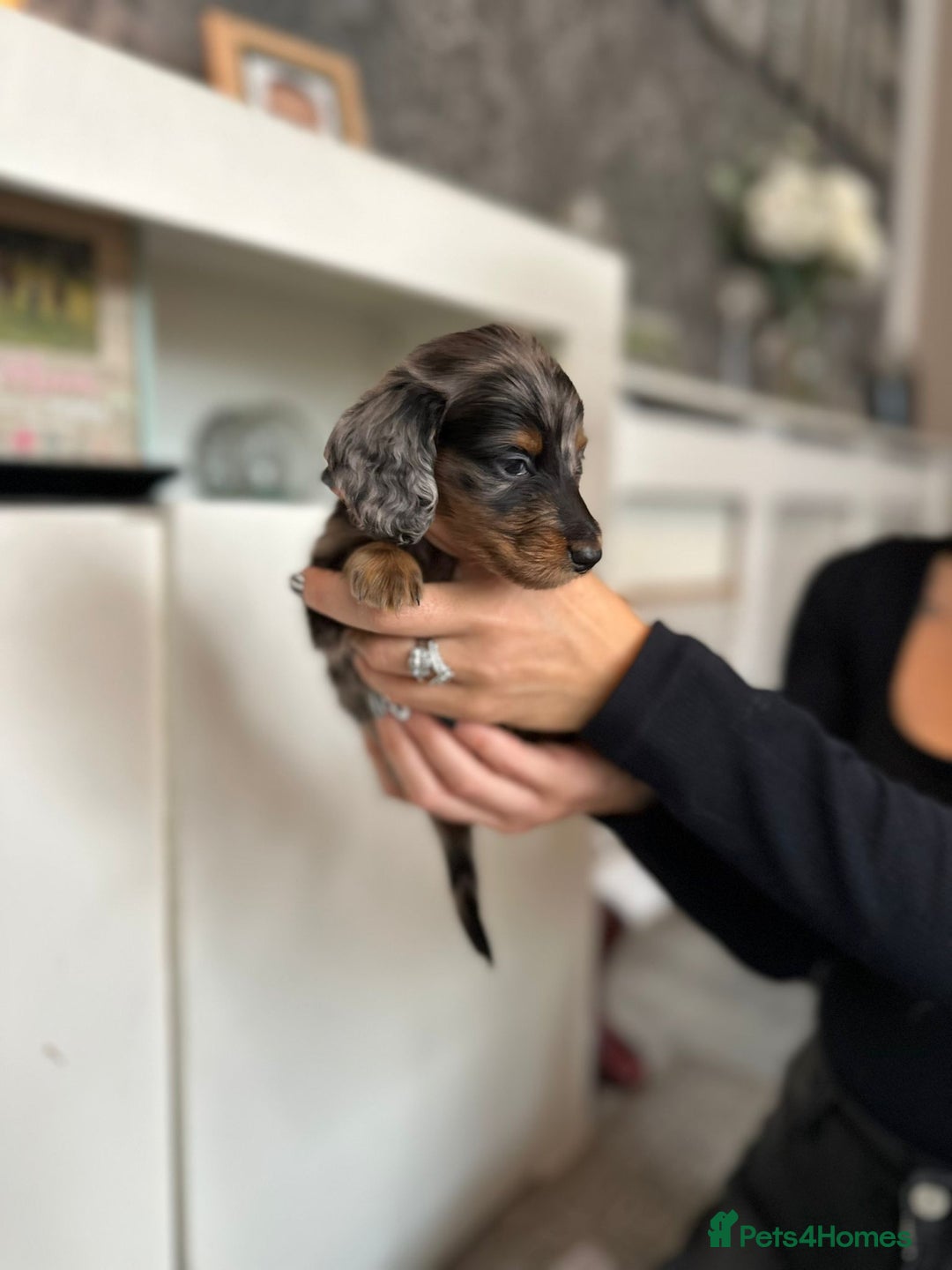 Dachshund dogs for sale: Miniature long hair dachshunds - Image 20