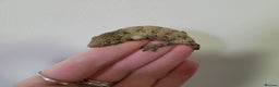 Gecko reptiles for sale: Leachianus & Crested Geckos Adults & Babies  - Advert 8