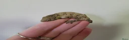 Gecko reptiles for sale: Leachianus Geckos Adults & Babies last few  - Advert 3