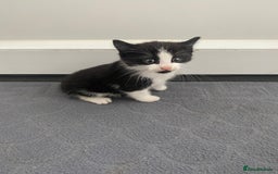 Mixed Breed cats for sale: Beautiful kittens ready now  - Image 2